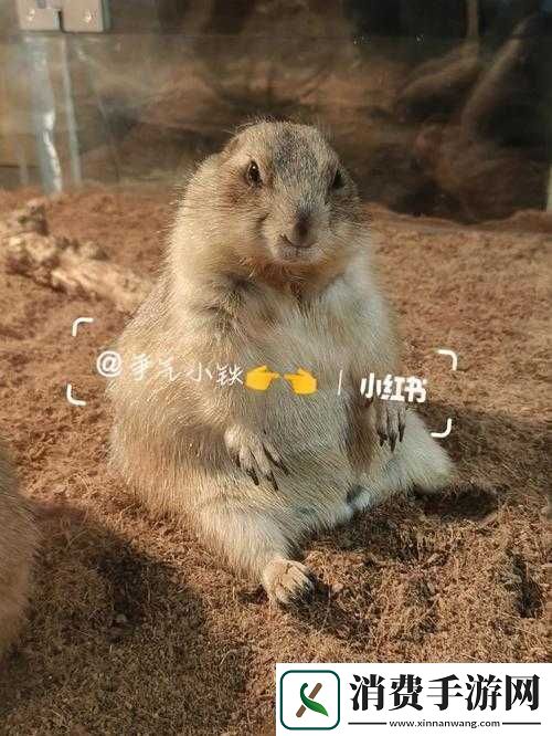 WE带嘟噜嘟噜嘟噜啊耶啊耶