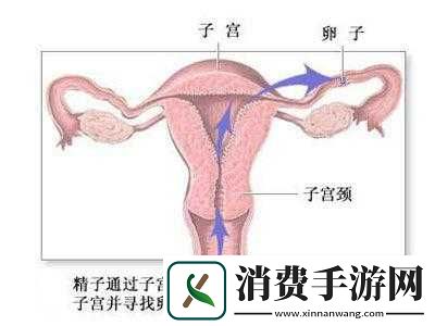 体内受精-69：老熟妇的私密体验