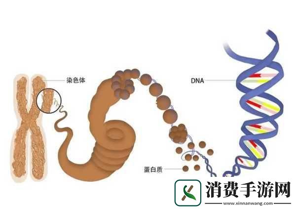 母亲dna和儿子dna一样不：母亲与儿子DNA的相似性探讨