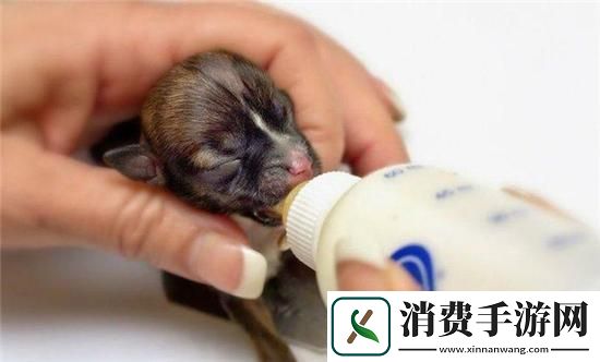 “人工小奶狗喂养