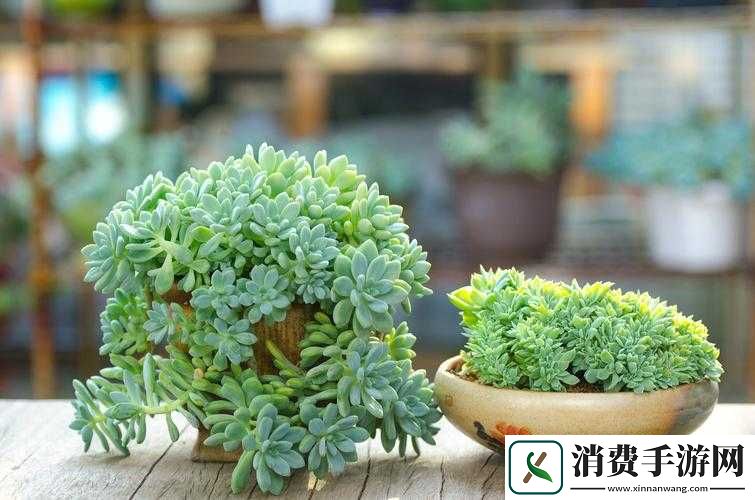 皇家共享小公主多肉怎么养：养护技巧与注意事项