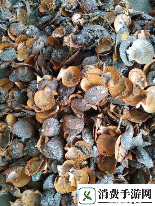 这是我的小扇贝好看吗