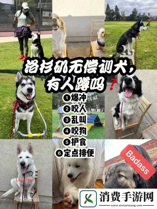 人狗大战-JAVA-代码：一场人与狗的奇妙冒险