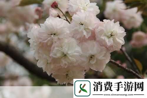 丰裕纵满杨玉环：丰盈华彩的杨贵妃