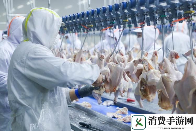 "科技界的戏精们：超级肉禽系统的滑稽剖析"