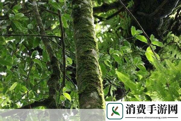 手从小腹一路开到丛林处：探秘丛林：从小腹出发的冒险之旅