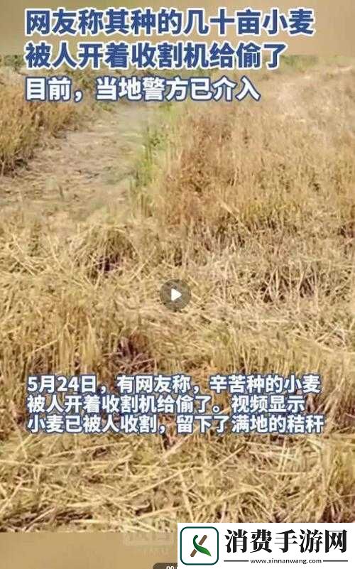 麦子被抵押：友情面临考验
