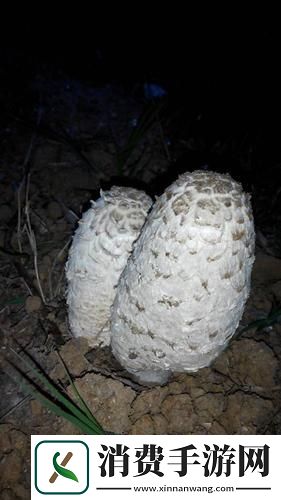 “巨无霸”黑长直