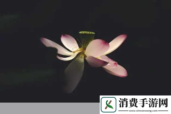 女子半夜莲花开怎么办什么意思：女子半夜莲花绽放如何应对