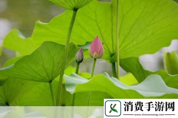 女人的哪个部位称莲花：莲花绽放：女性优雅的象征