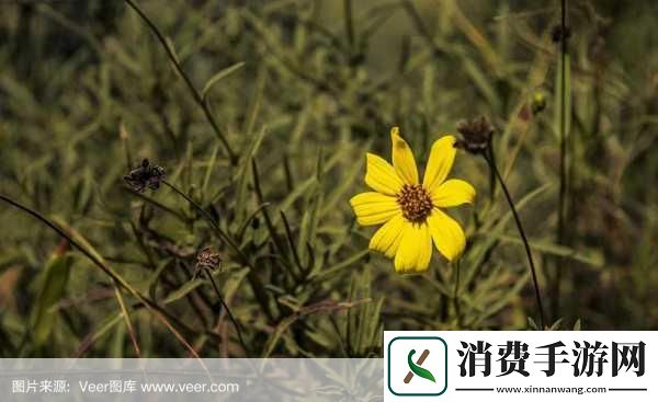 野花社区WWW在线高清观看