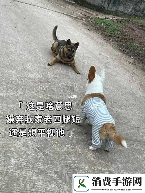 我的狗老公拉婆婆一起