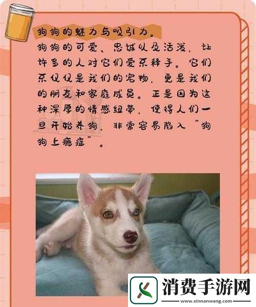 狗狗让我上瘾戒不掉怎么办