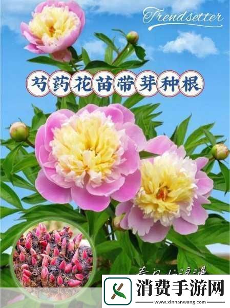 香软玉滑林芍药