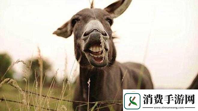 傻大壮长的驴一样的东西