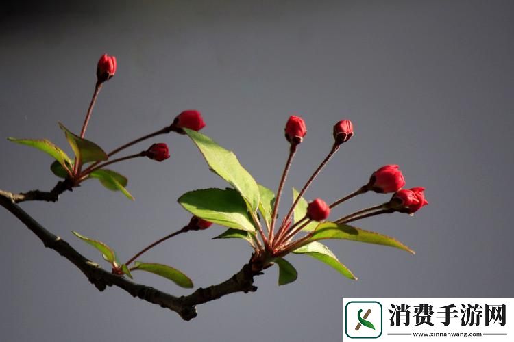 “花婉柔镇国公”的科技狂想曲