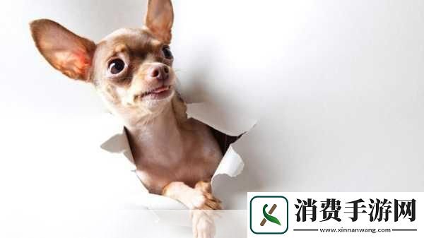 ZOOMSERVO兽狗主题详细解读1.