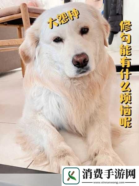 和大金毛卡住后的自救指南目录导航意识到危险信号冷静处理情绪分析情况