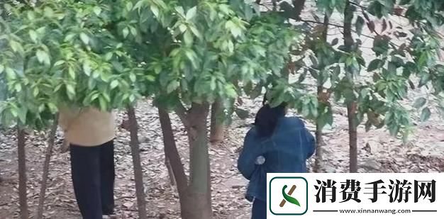 “公园后山秘事