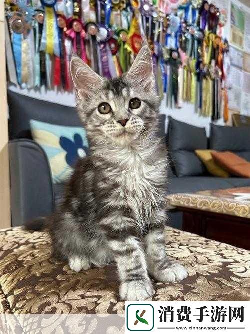 天命6布塔欧凯技能全解析