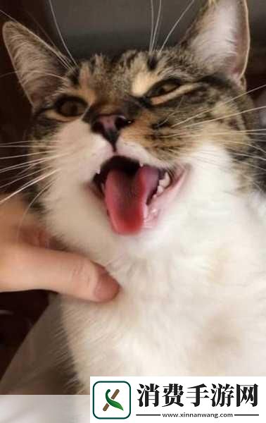 一边伸舌头一边快速喘气表情