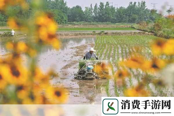 夫妻插秧38种方法图片大全