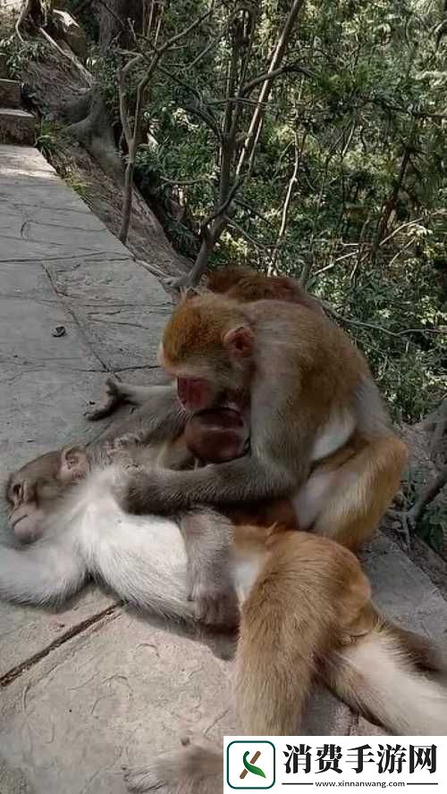 二人生猴子全程不盖被子