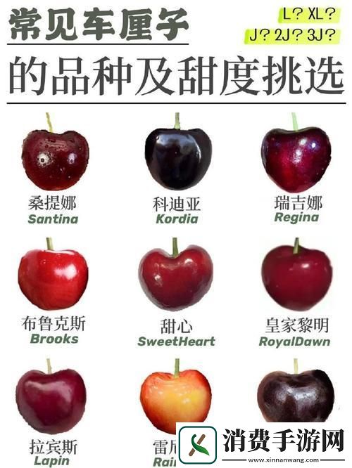 “樱冠游戏解说