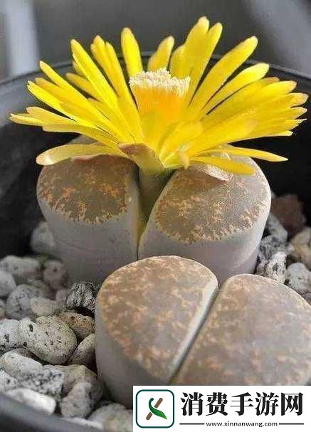 蘑菇头顶开花缝