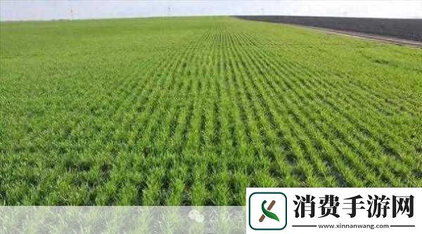 韩国朋友家的麦子的种植经验