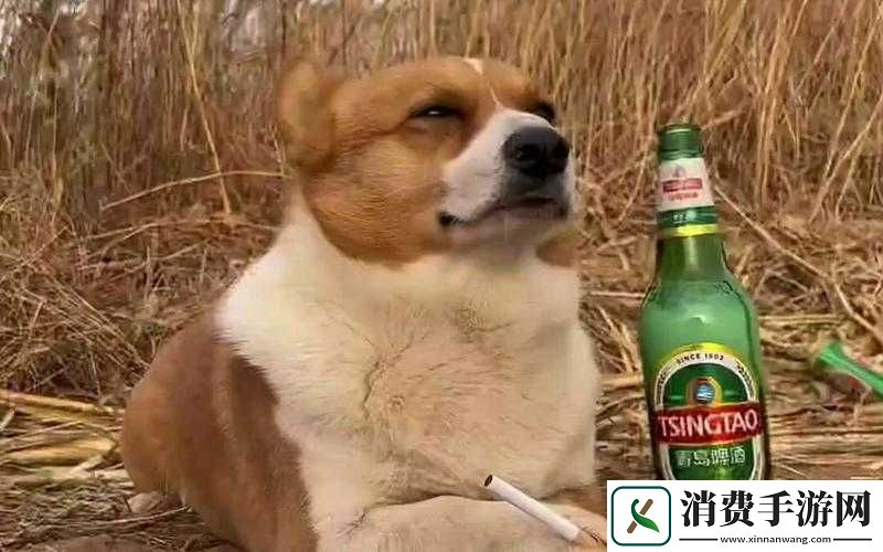 酒醉追狗狂欢夜