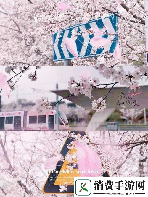 请用你的手打扰我樱花