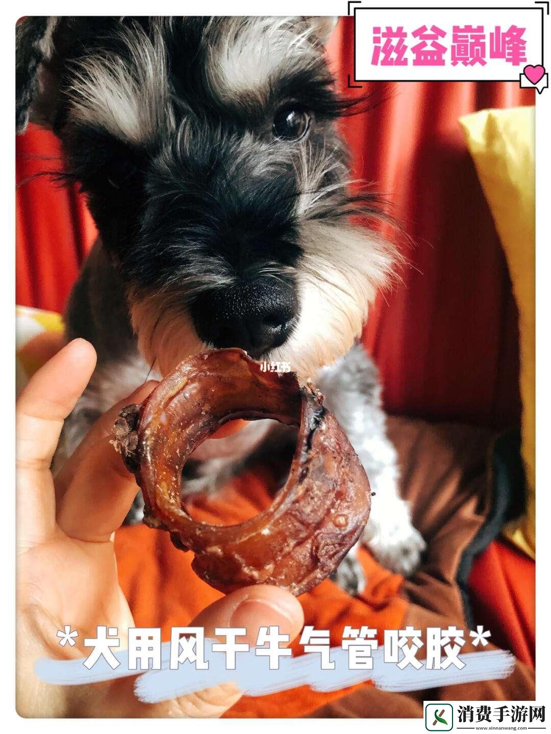 “汪星人的粘土秘籍录像