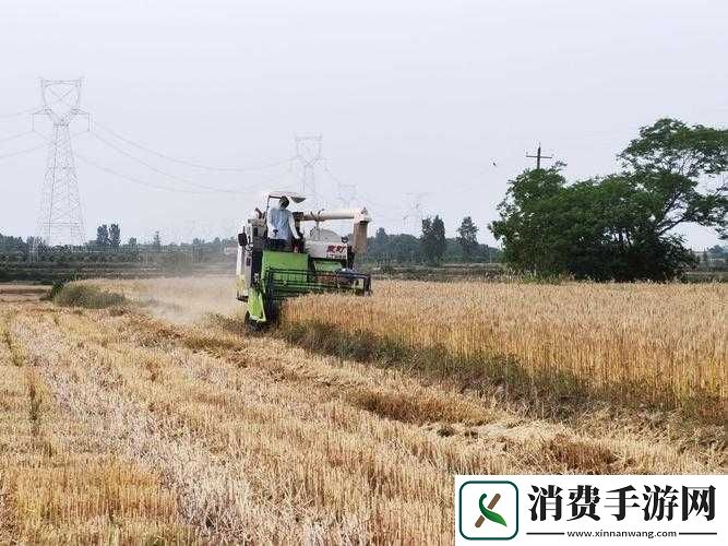 韩国朋友家的麦子