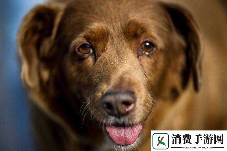 无耻家庭凯伦的爸爸