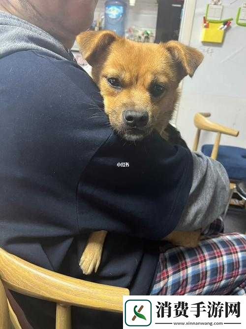 一人一狗卡住6小时要紧吗