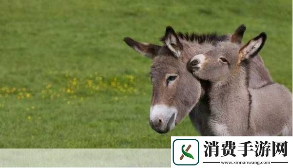 傻小子长了个驴玩意1.