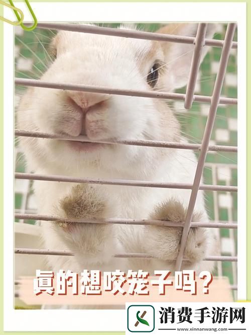 “咬兔兔”狂潮背后