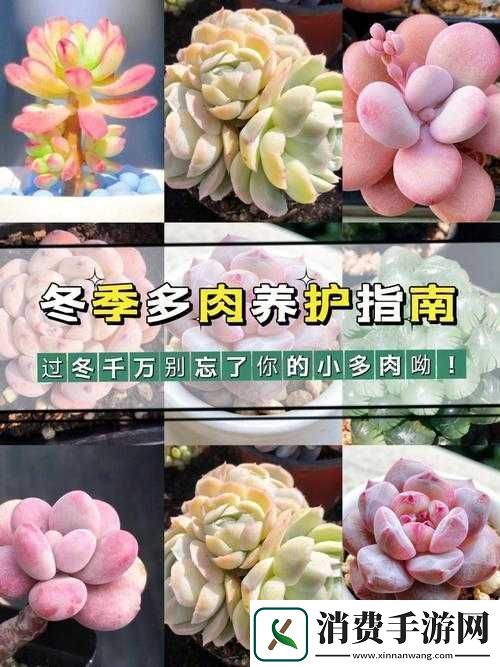 皇家共享小公主多肉怎么养