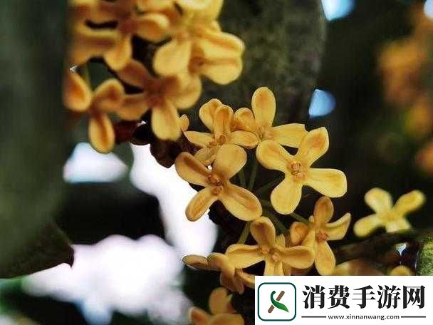 杨大壮和田桂花的故事