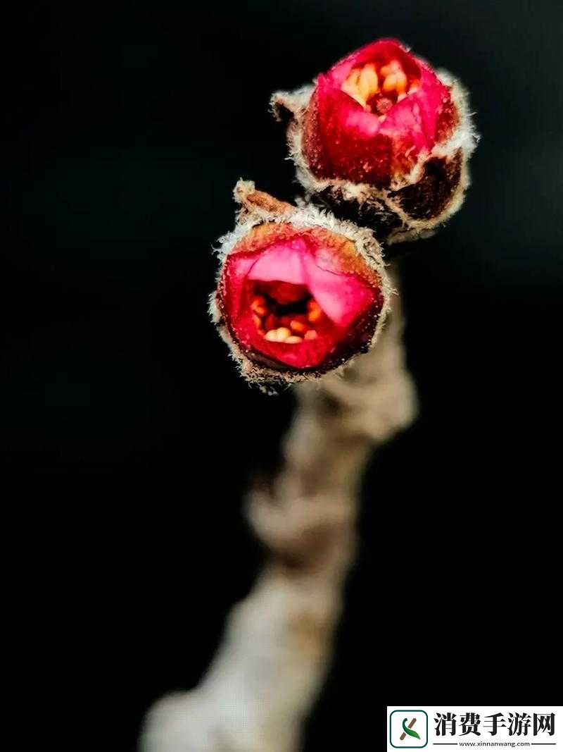 含苞欲放的桃花——那是春天的嘴唇吧