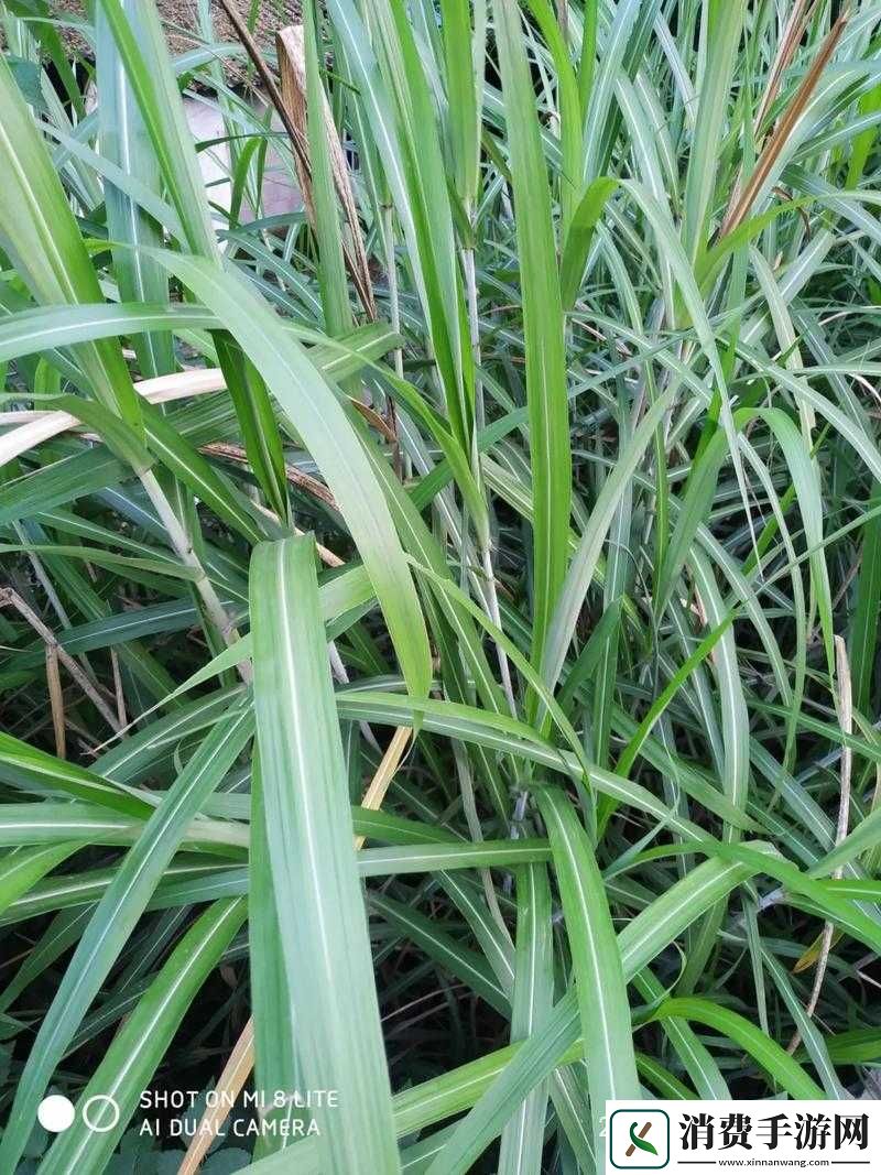 一杆大枪草一家三娘