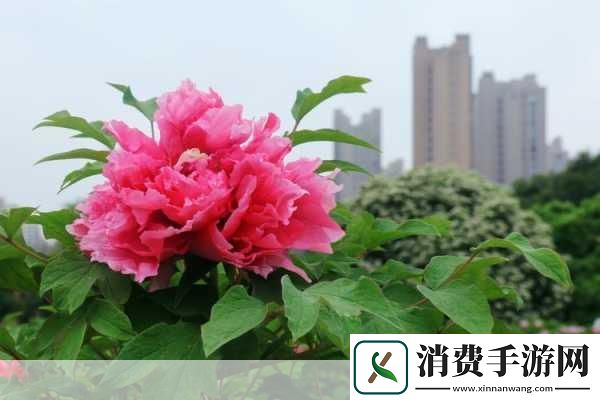 欧产日产国色天香水蜜桃的品鉴