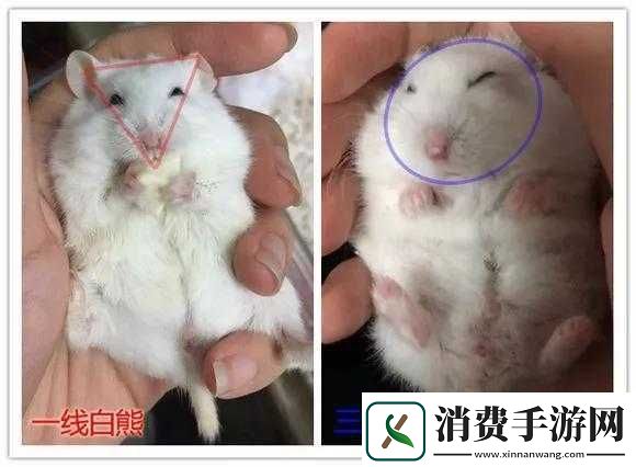 日本一线和三线的区别是什么