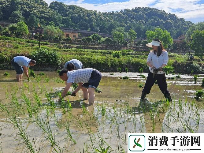 插秧的正确姿势