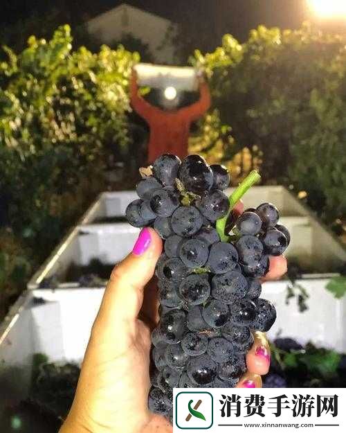 葡萄不准掉出晚上检查