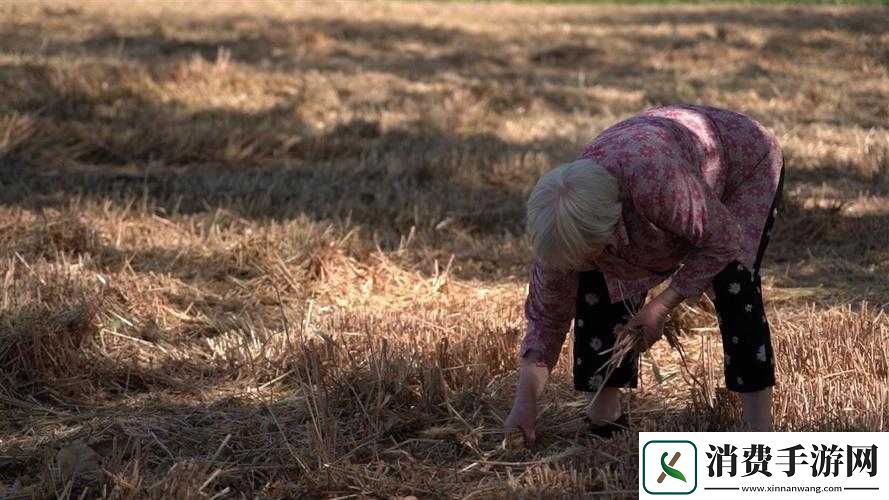 麦子地里的故事