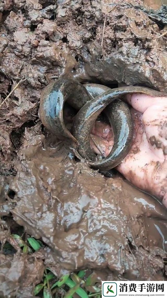 “泥鳅钻洞”惊喜不断