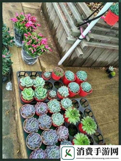 肉食家庭食取报告