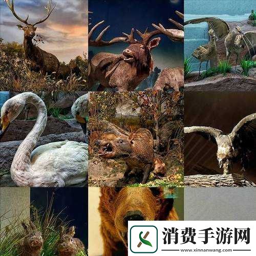 迷雾世界的视角探秘